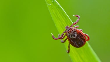 Tick season has arrived. Here’s how to stay safe.