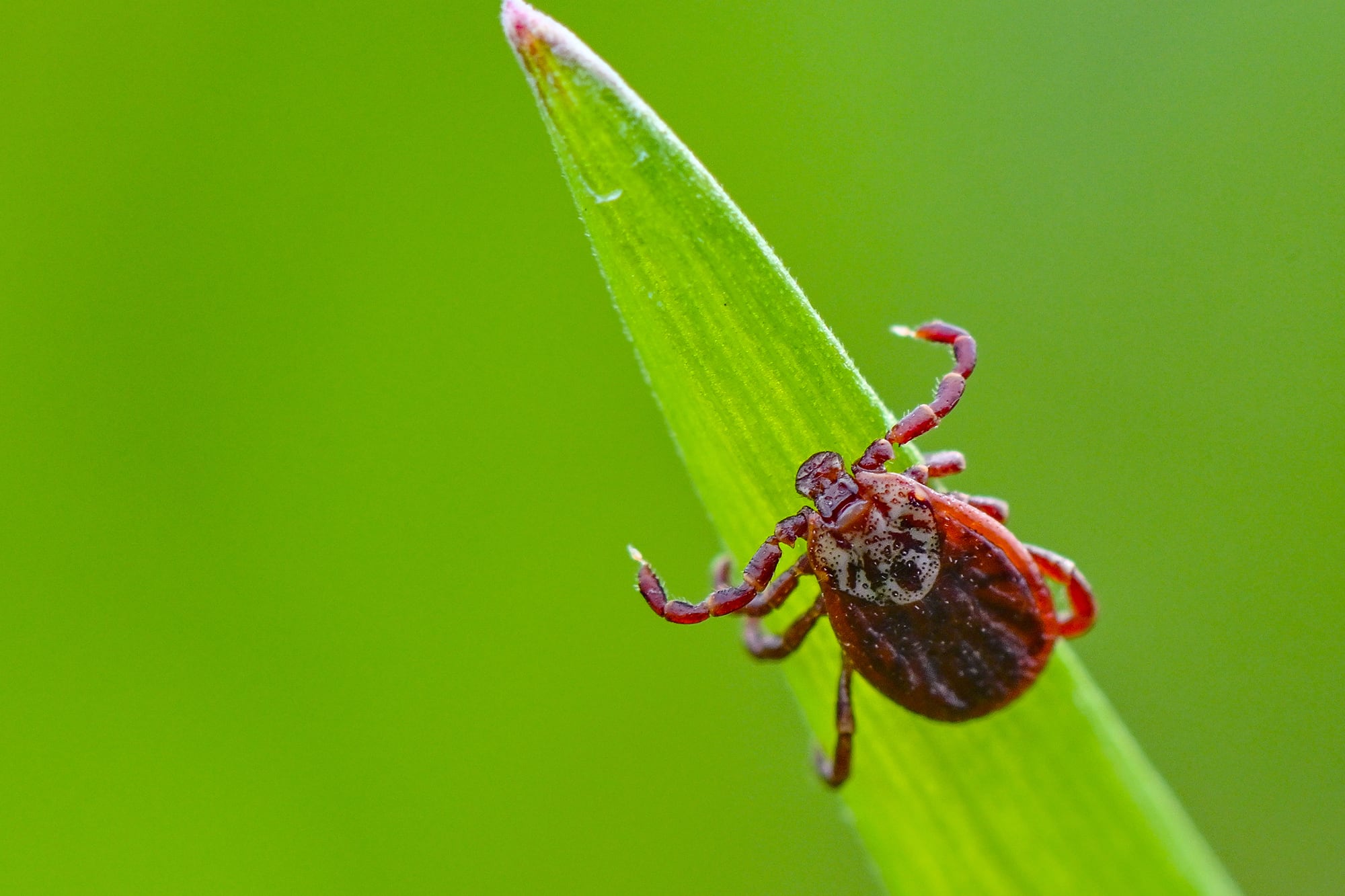 A close up photograph of a red/brown tick on a single blade of green grass with a green background outside.